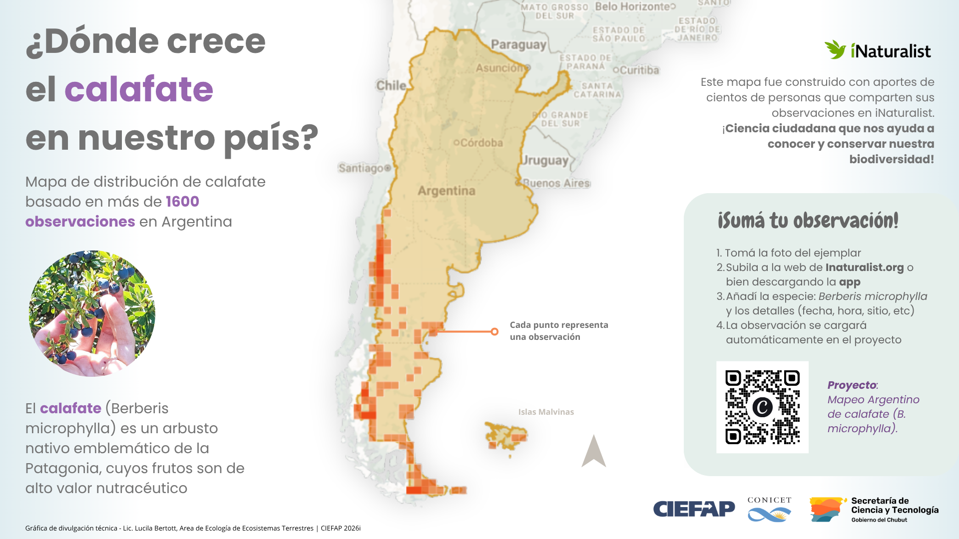 Un mapa colaborativo permite conocer la distribución actual de calafate en Argentina
