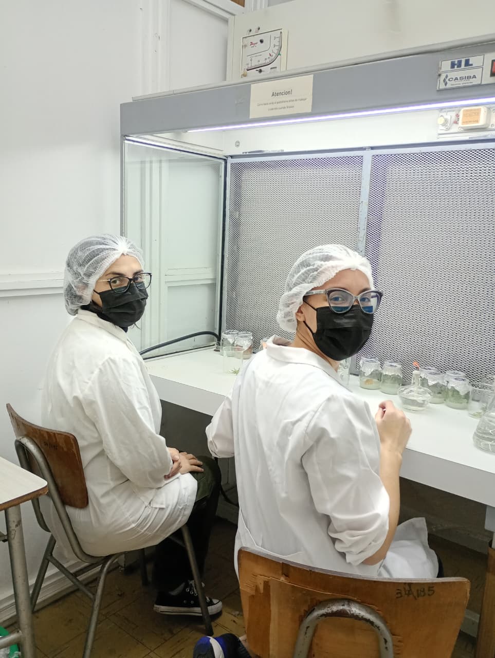 Capacitación en cultivo in vitro fortalece investigaciones sobre coníferas nativas de la Patagonia