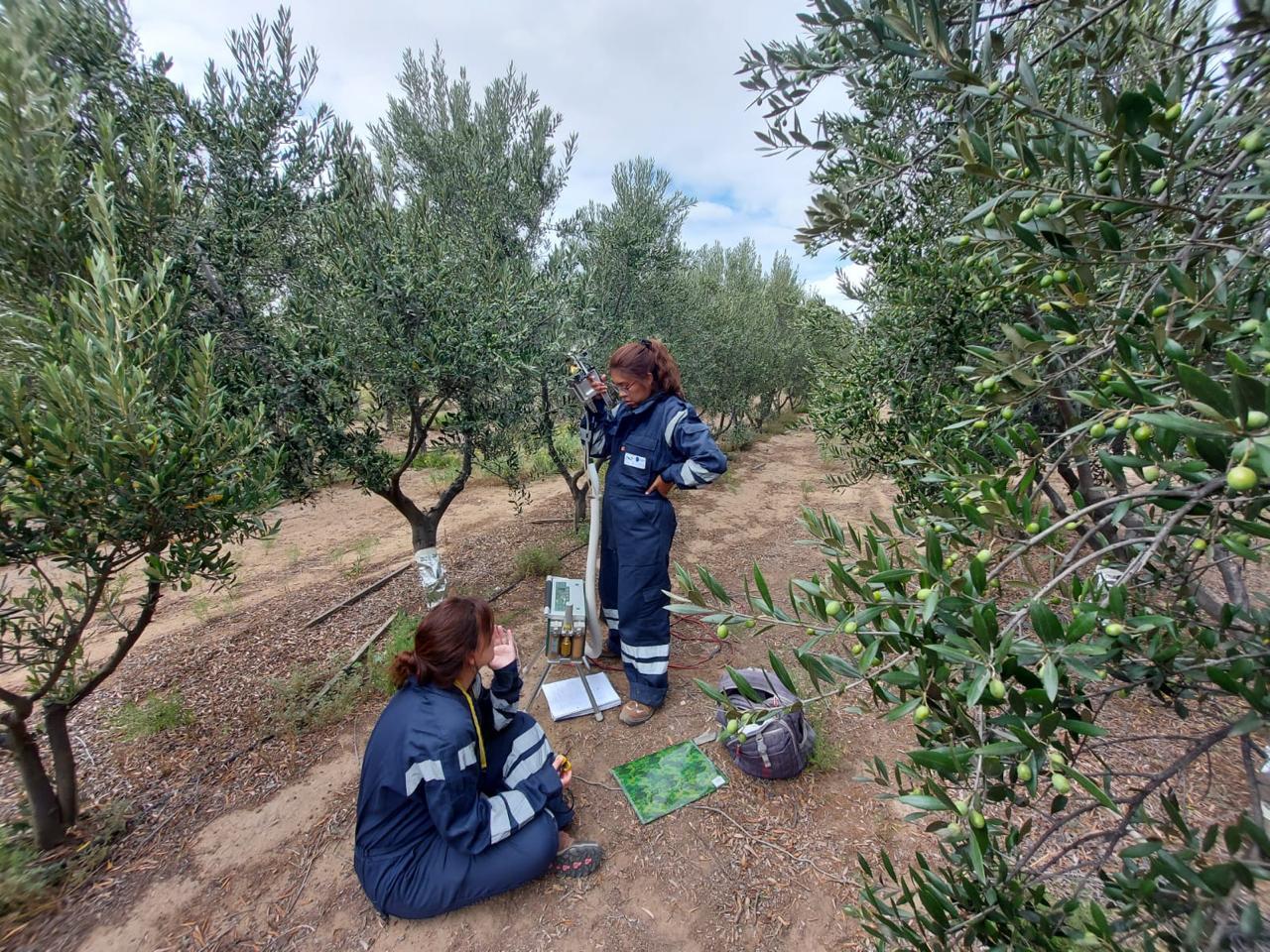 Una investigación de una becaria cofinanciada por Chubut y CONICET analiza el uso de aguas tratadas para el cultivo de olivos en la Patagonia
